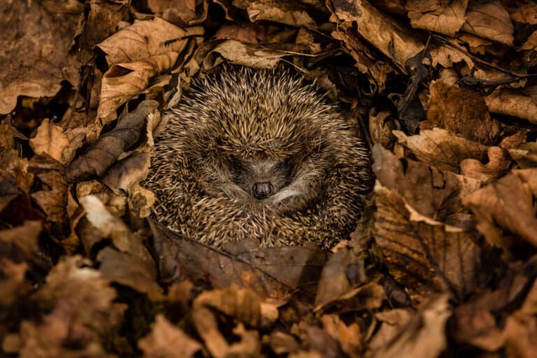 How to ensure your garden hogs finish hibernating successfully