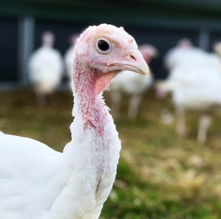 Keeping poultry can be ‘fowl’ through winter bird flu season | Voice of a Farmer