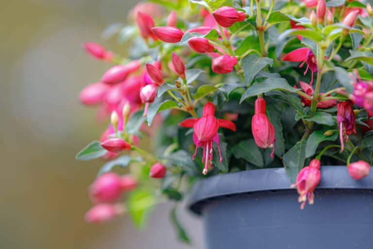 Garden jobs for February