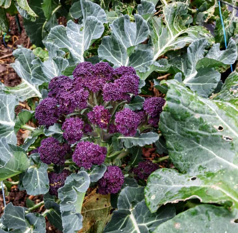 It’s the season for choosing – and making a start on the sowing | The voice of the allotment