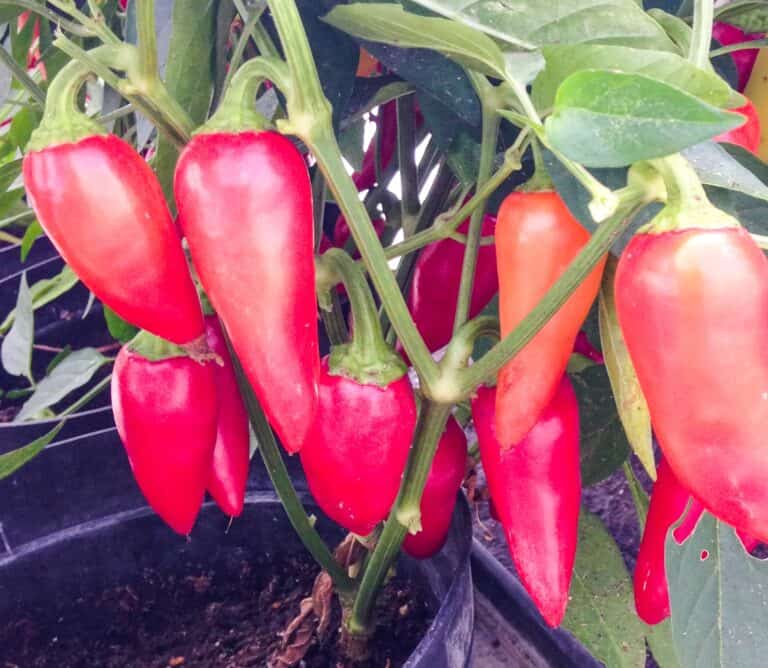Free seeds for the annual chilli plant growing competition