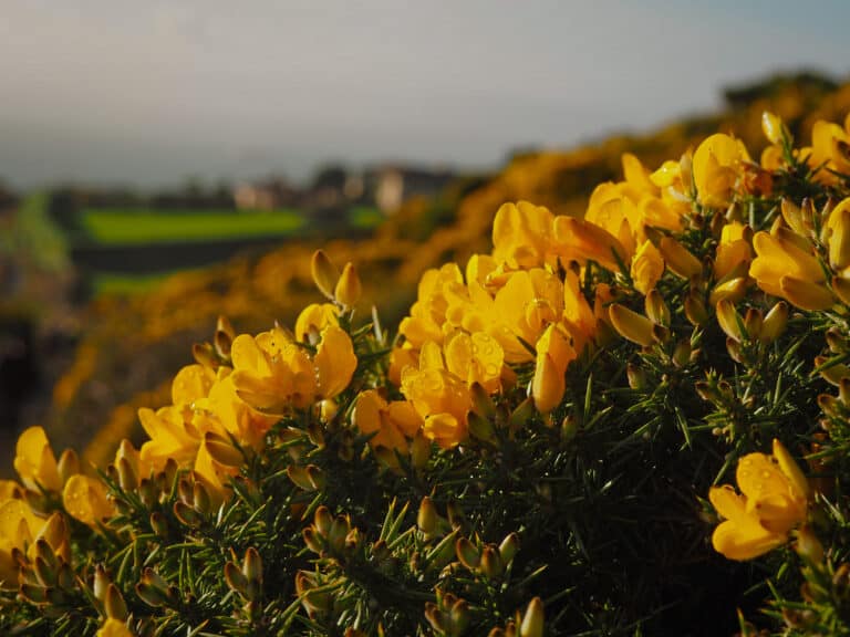 It’s ‘officially’ maincrop season | Dorset Forager
