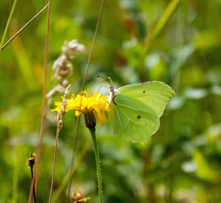 The sulphurous beauty of brimstone