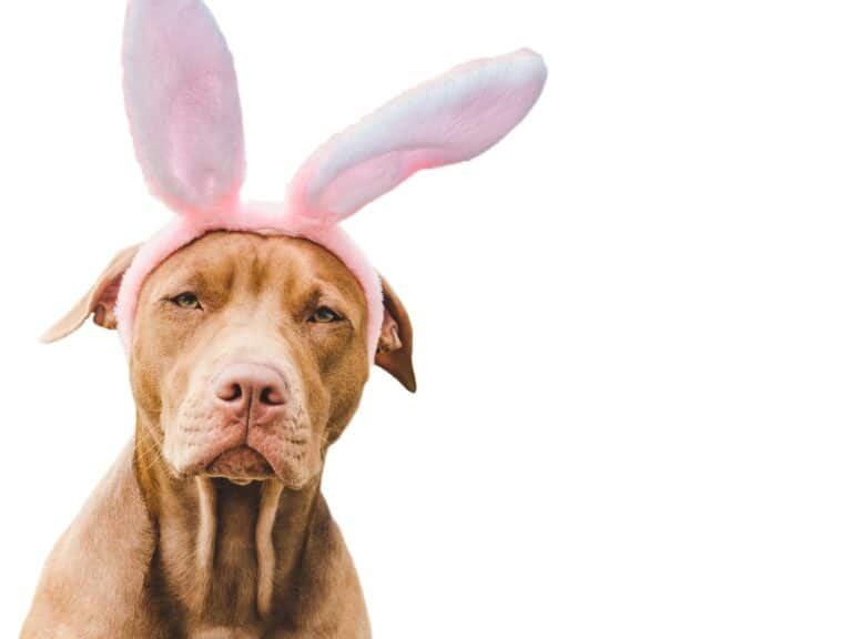 The Easter bunny and the chocolate egg