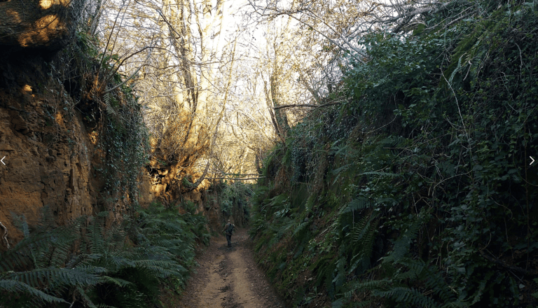 Walk the spectacular Hell Lane Dorset | 9 miles inc. Dorset holloways