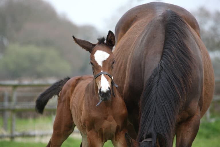 Honeysuckle reigns supreme, and it’s a busy foaling season at the stud