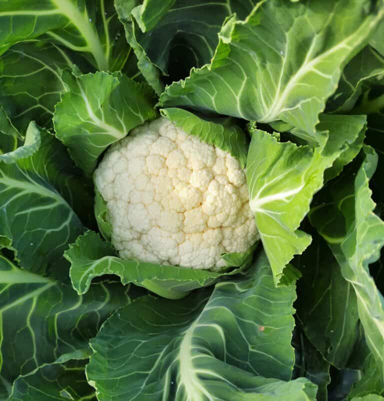 It’s a new year on the allotment | Voice of the Allotment
