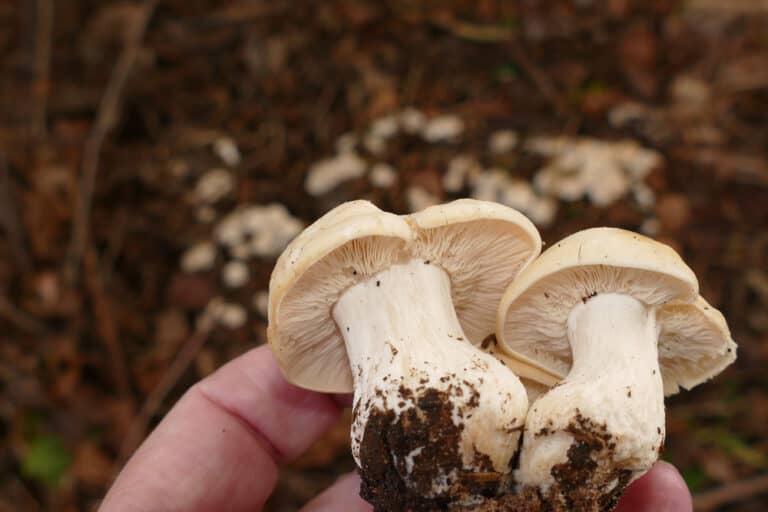 It’s time to find the first mushrooms and your crop of hairy bittercress