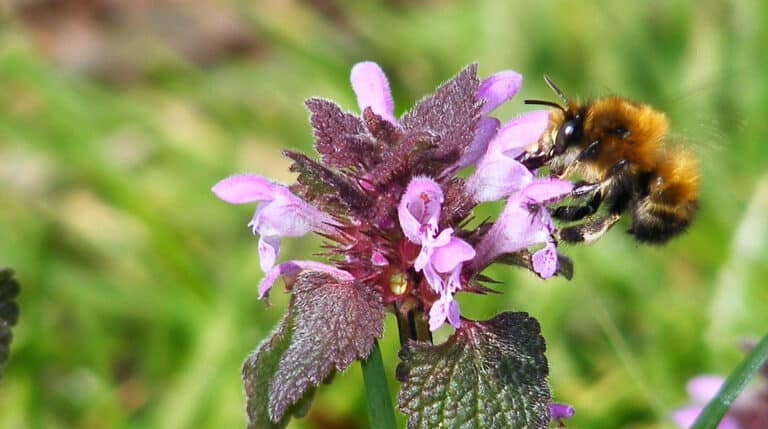 The hairy footed flower bee