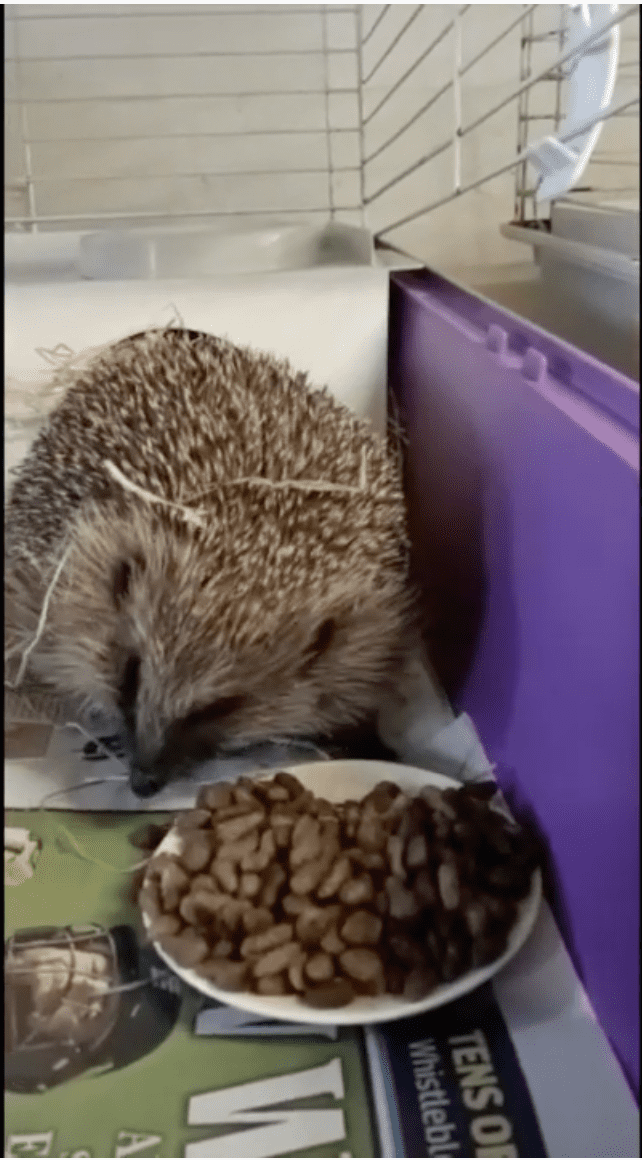 Spring – the most dangerous time of year for emerging hedgehogs?