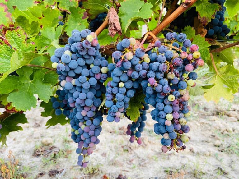 Grape experiences