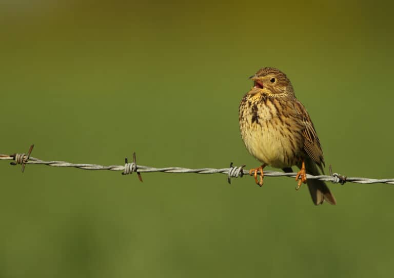 Helping our farmland birds to return and thrive