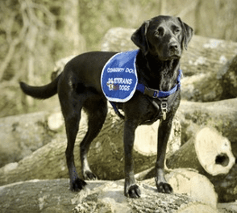 Belle’s journeyto work alongside Veterans with Dogs