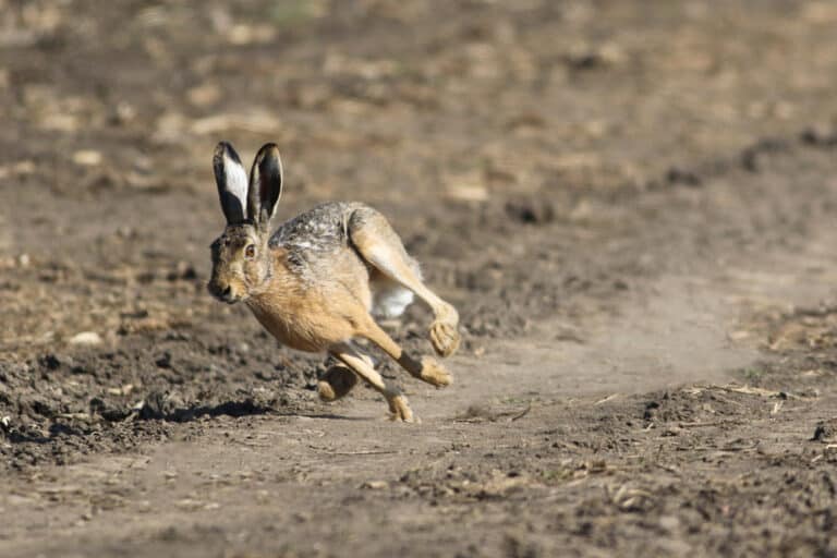 Clamping down on rural crime