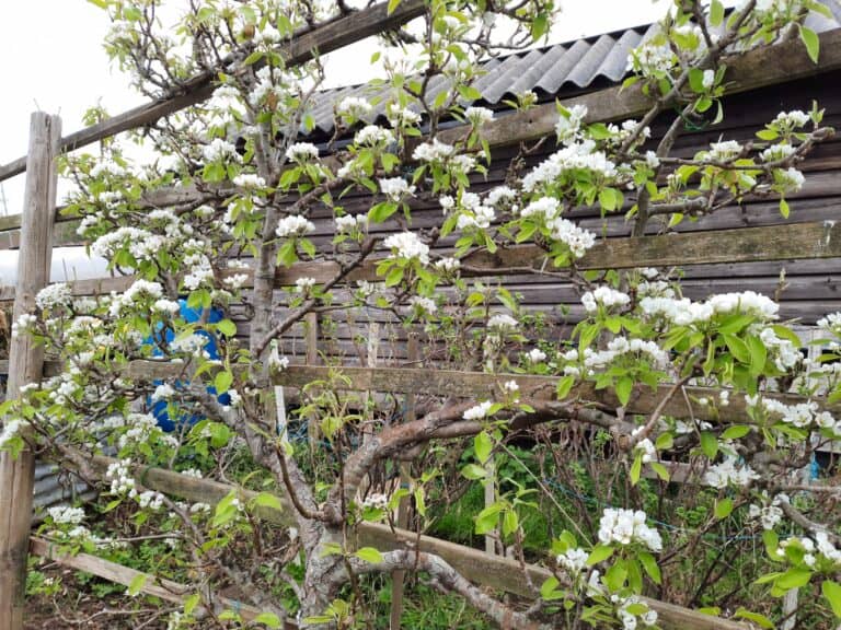 A diary of April on the allotment | The voice of the allotment
