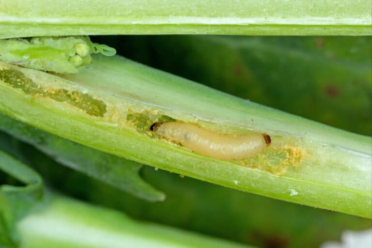 Outwitting the beetle, and a need for sensible ‘Rules for Water’