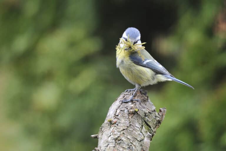What’s happening in the bluetit nestbox?