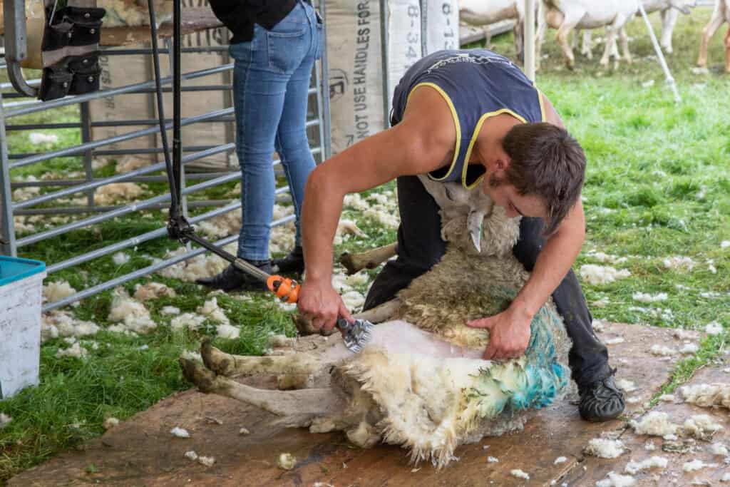 sheep shearer at work -  countryside Student Support Fund will help farmers of the future