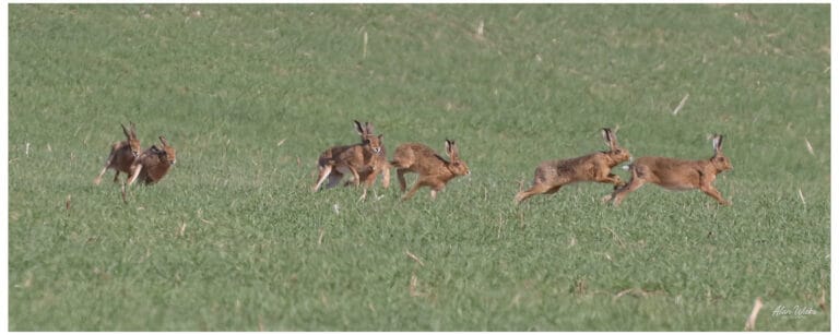 Hares, beavers, rolling down a hill – and the fear of what’s coming