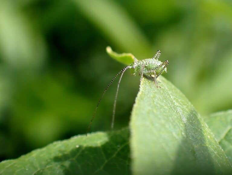 Meet the speckled bush-cricket