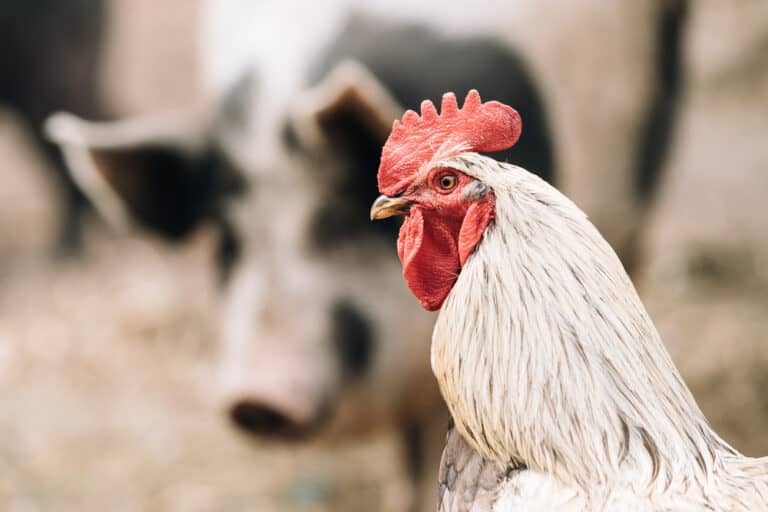 Pigs, then chickens – who’s next? | Farm Tales