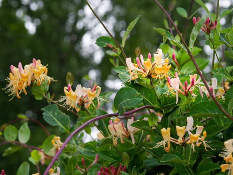 Hunting strawberries, honey …and a weed left by the Roman