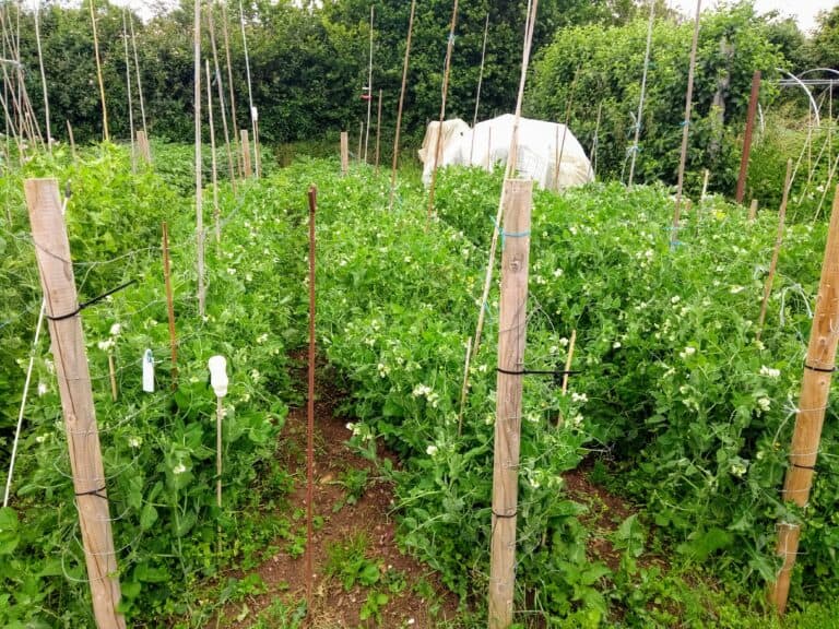 Pigeon pestilence on the plot | The Voice of the Allotment