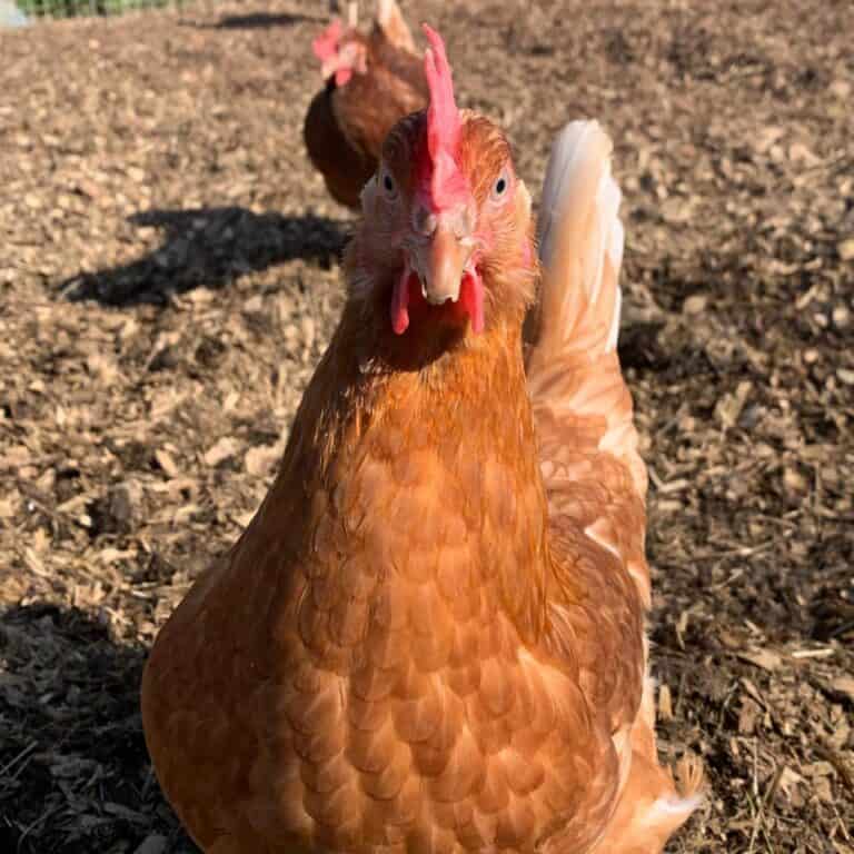 Embracing FarmTok