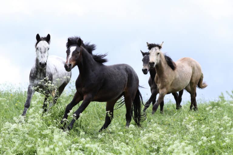 Is this the ultimate pony?