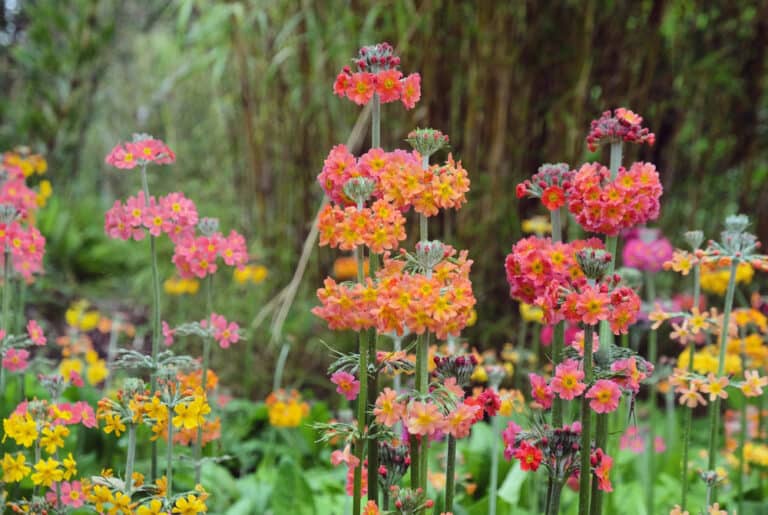 Pete’s garden jobs for the month