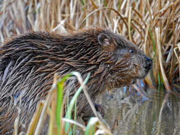 The first two beaver kits born in Dorset for more than 400 years