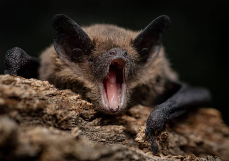 Can you hear the bats?