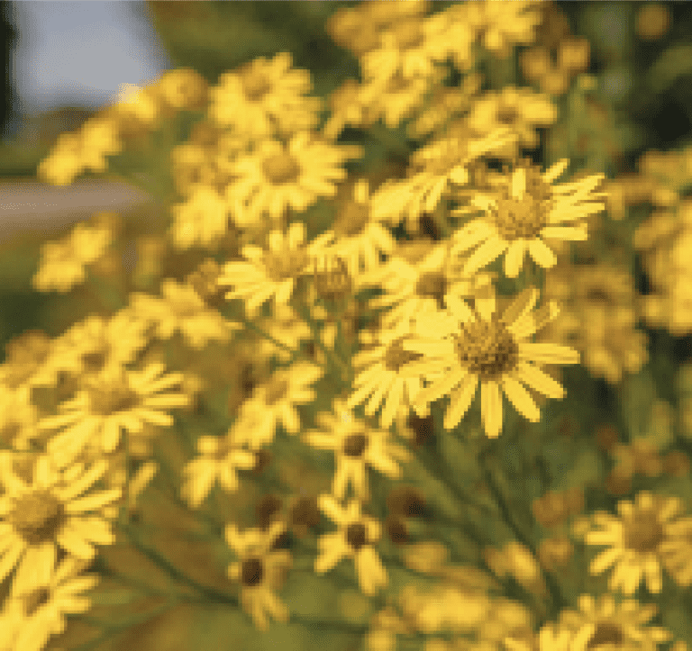 Poison or pollinator? | Farm Tales