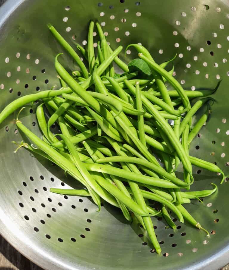 Slim pickings in the heat | The Voice of the Allotment