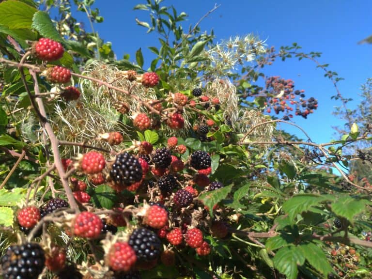 Primrose and berries – but not as you thought you knew them