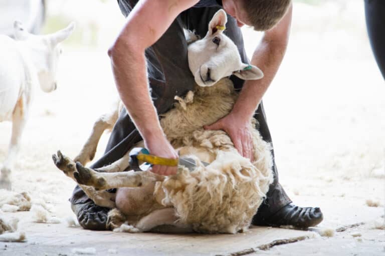 When ewe go in for a trim