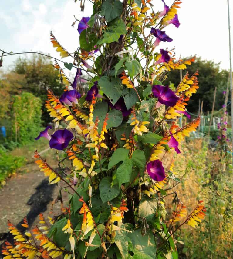 Poor mangetouts and waxy brassicas | Voice of the Allotment