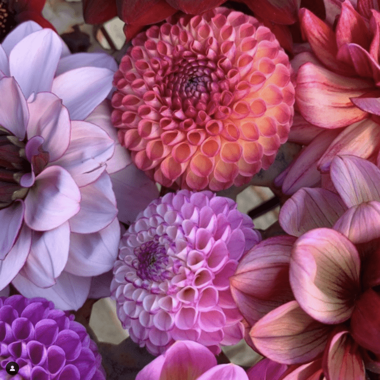 Flower farming in a drought