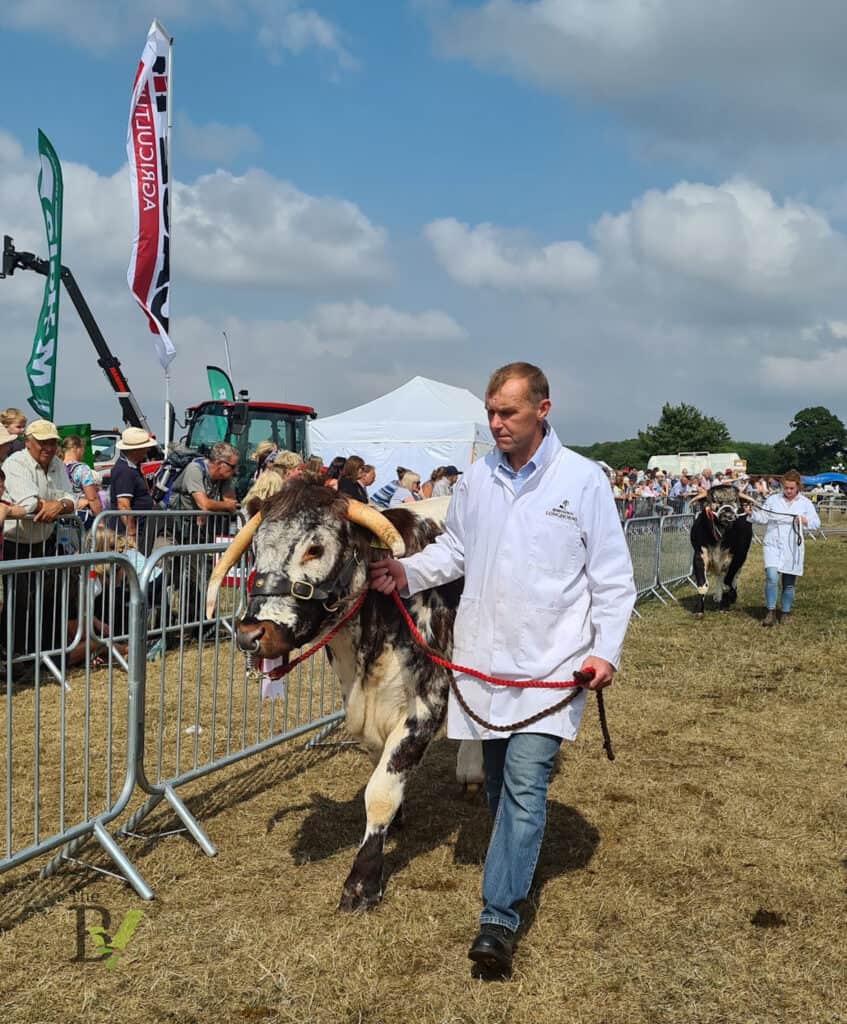 Gillingham & Shaftesbury Show results Longhorn in Grand Parade