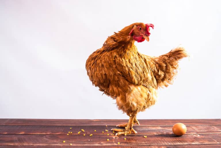 It’s a scramble for the best egg