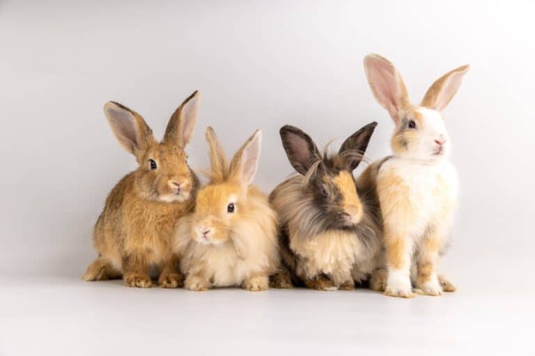 Who’s got the best buns?