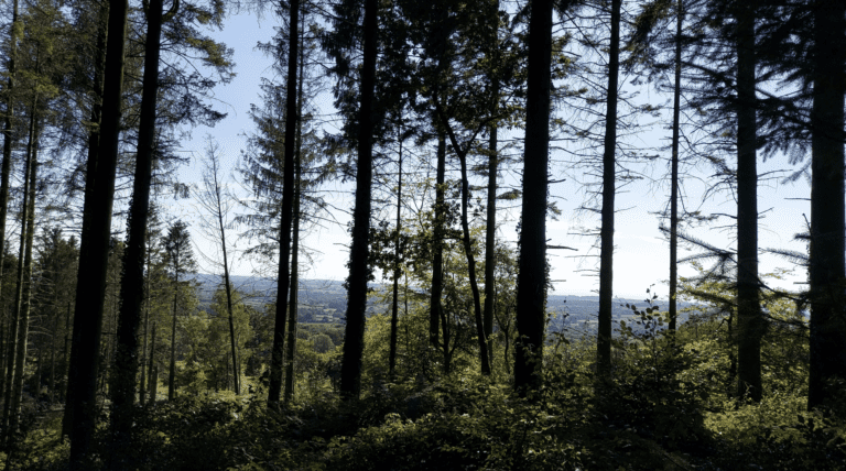 Walk near Bruton on a 16th century antiquary’s trail | 10.7 miles
