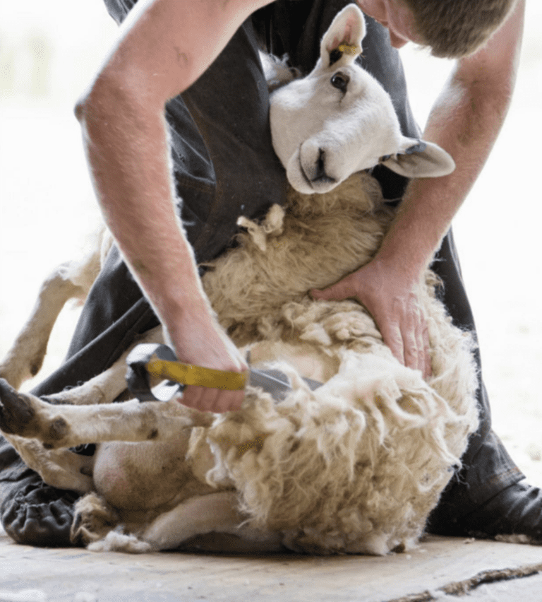 Lost grasslands, the waste of wool – and letters to the editor | BV Podcast