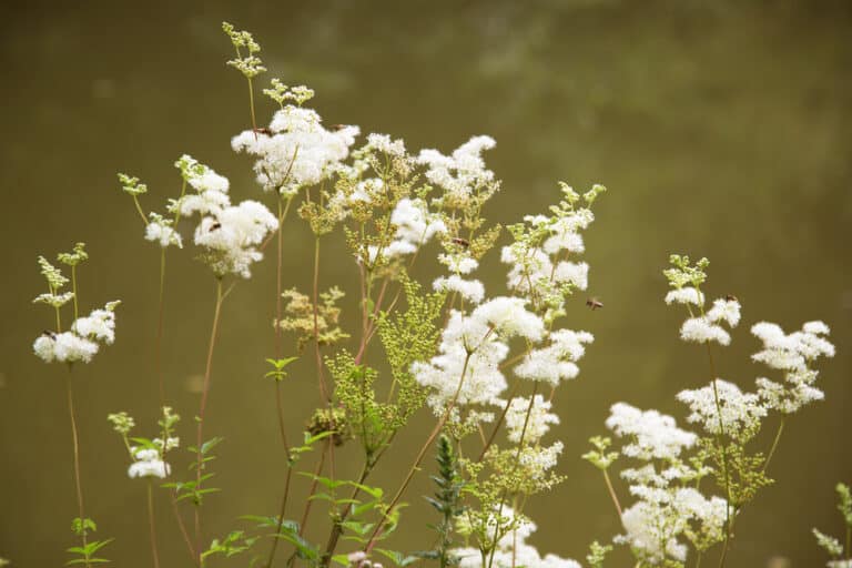 Looking sweet in the meadow (and on the roadside too)
