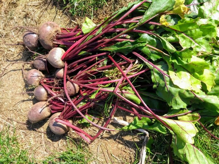 A resurgence after the rain : The Voice of the Allotment