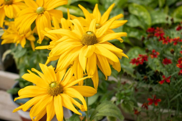 Time for the garden’s autumnal switch