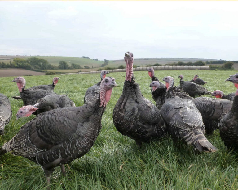 The GP’s need for those online systems, good turkeys and Edward Hoare in the Random 19.