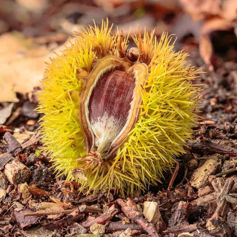 So mushroom for sweet chestnuts
