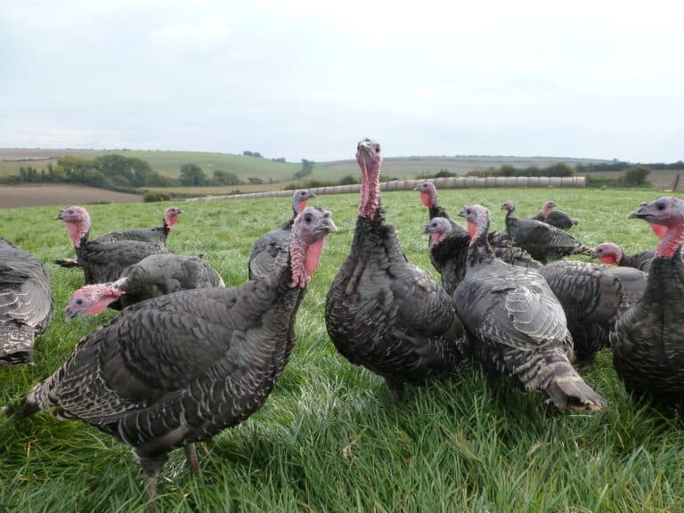 On the hunt for good turkey