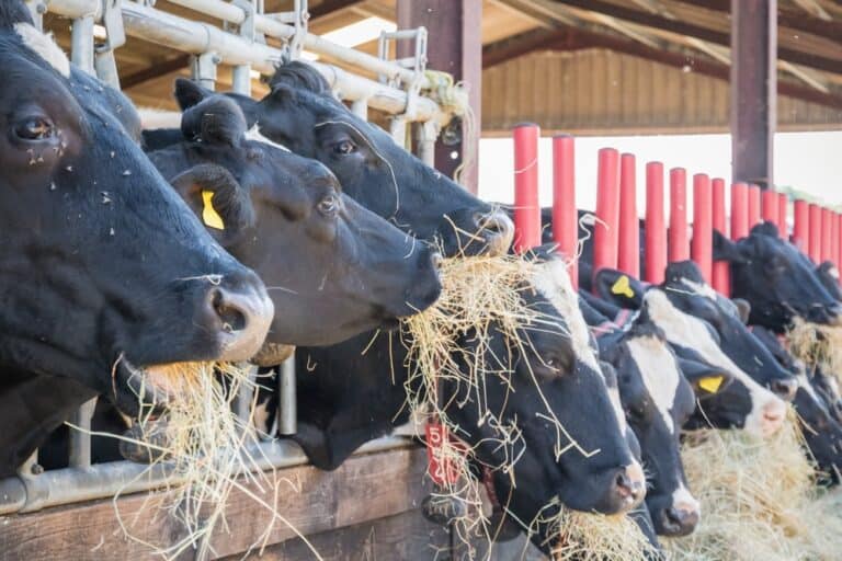 Dorset farm fined £52,000 for causing unnecessary suffering to cows